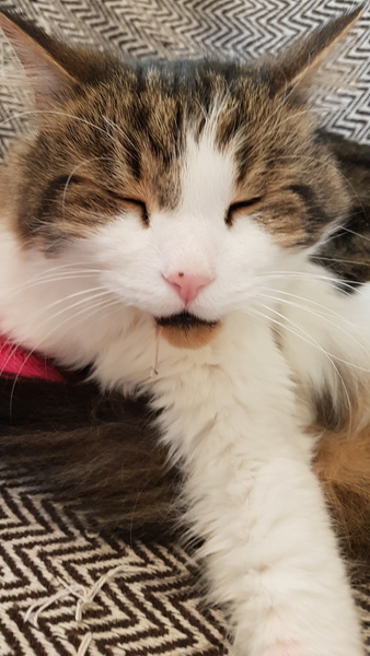 My cat has cancer, when to PTS?