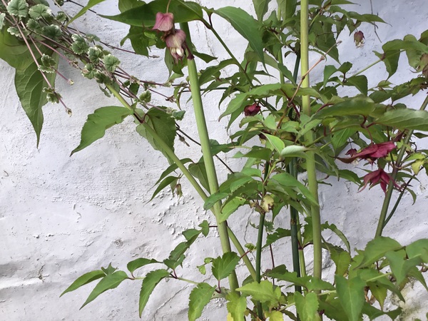 Anyone know what this shrub is?