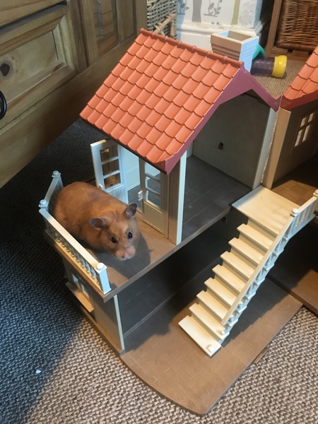 To let my hamster be a house hamster?