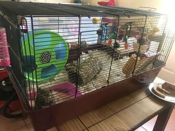 To let my hamster be a house hamster?