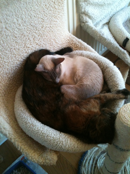To think the kitchen fruit bowl is not the place for the cat to snooze in!