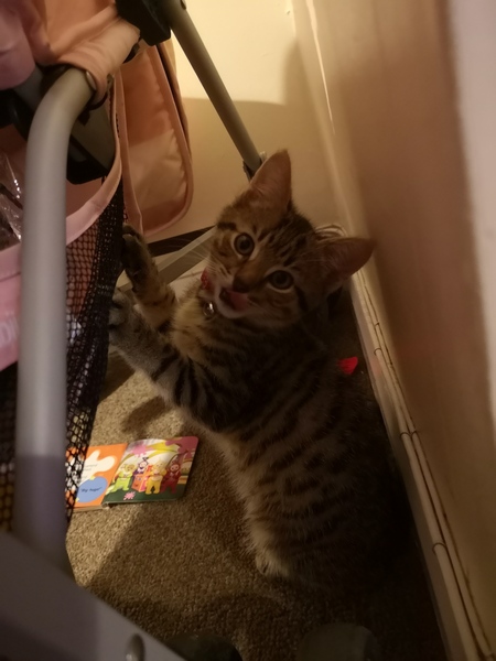 Look at my new baby