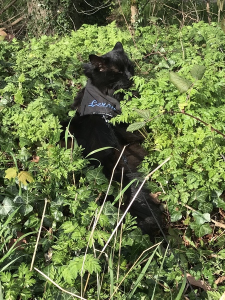 Pilling the cat: 100 easy steps