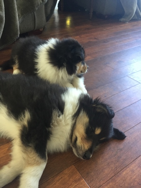 Please recommend a dog to us!