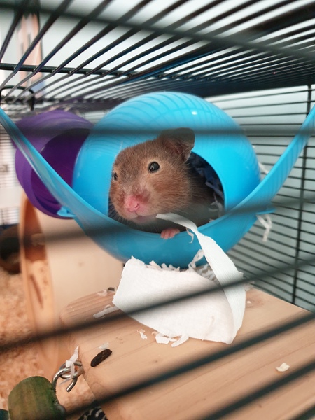 To let my hamster be a house hamster?