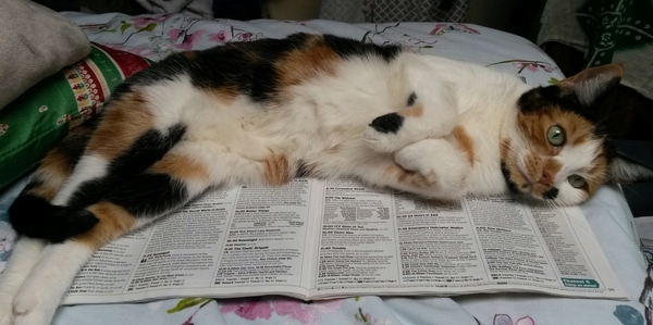 Pilling the cat: 100 easy steps