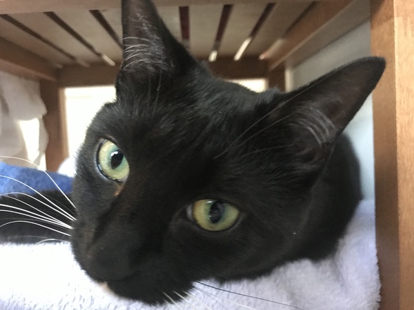 Is anyone else not allowed to have a bath without a cat in the room?