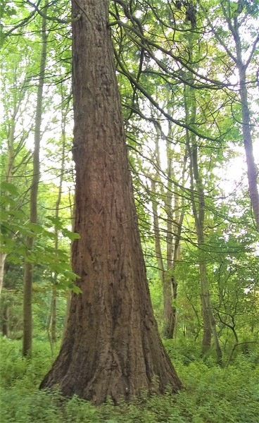 Any Witches Here? Part 9.