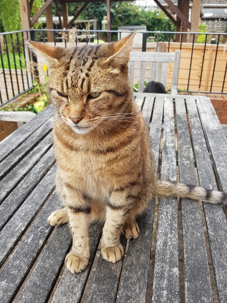 Next door's -thug- cat