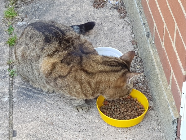 Next door's -thug- cat