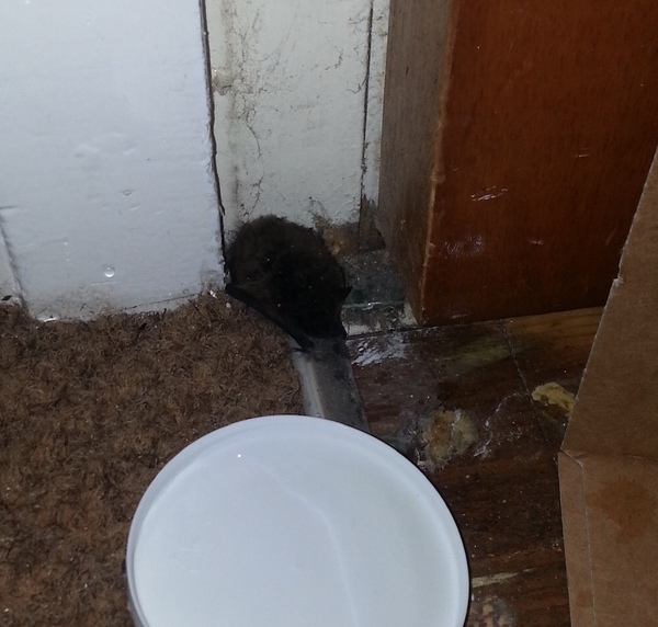 HUGE Black Flying Moth in my House