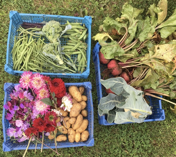 Allotment/Veg Patch Thread 14 ! growing into summer