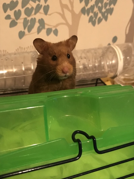 To let my hamster be a house hamster?