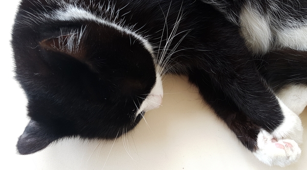 'Adopt don't shop' - tell me about your rescue cats