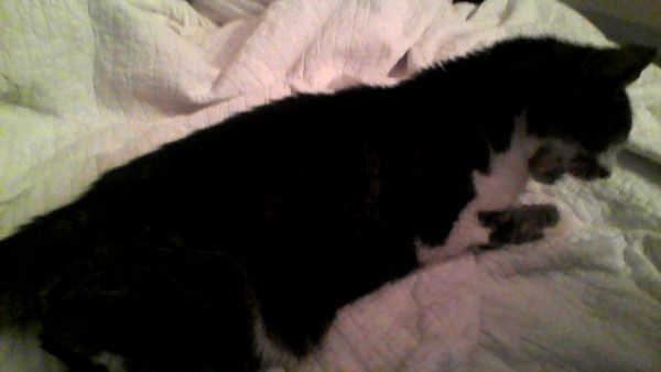 Pilling the cat: 100 easy steps