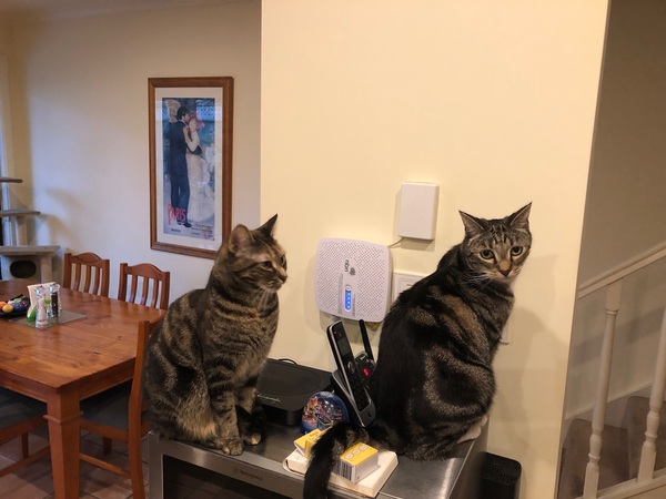 To think the kitchen fruit bowl is not the place for the cat to snooze in!