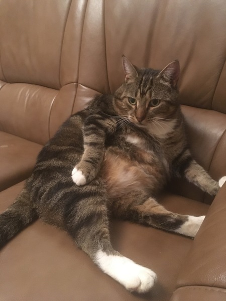Pilling the cat: 100 easy steps