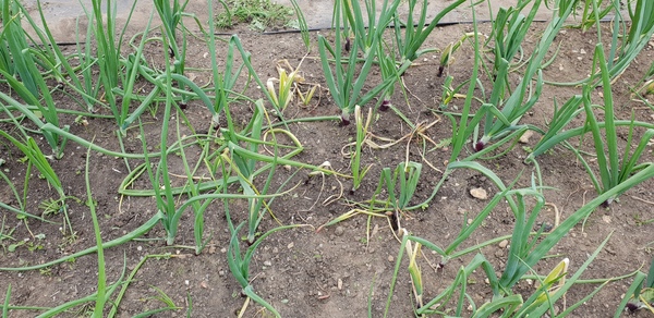 Allotment/Veg Patch Thread 14 ! growing into summer
