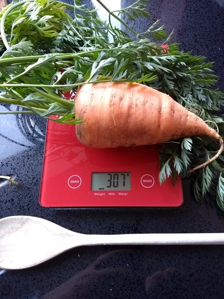 Allotment/Veg Patch Thread 14 ! growing into summer