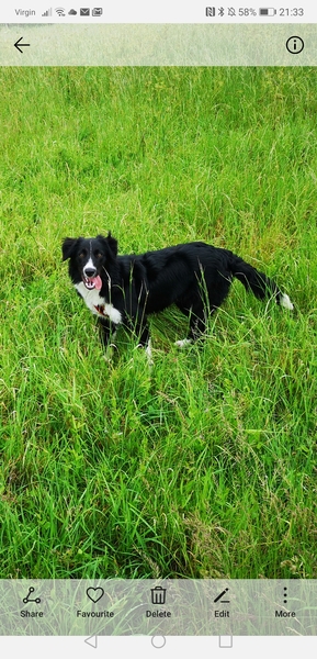 A Sunday night dog photo thread