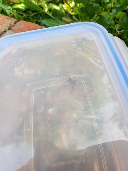 Just caught a false widow spider