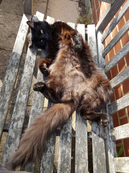 What's your DCat up to today? (Thread 7!)