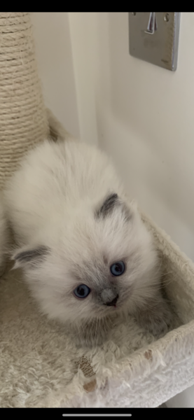 Ragdoll kittens update thread