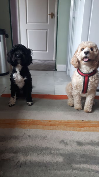 A Sunday night dog photo thread