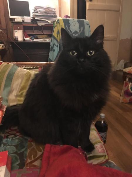 'Adopt don't shop' - tell me about your rescue cats