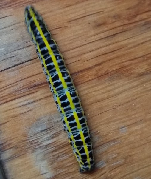 Caterpillar ID!