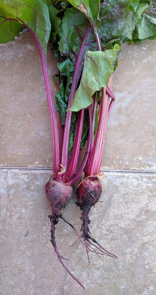 Allotment/Veg Patch Thread 14 ! growing into summer