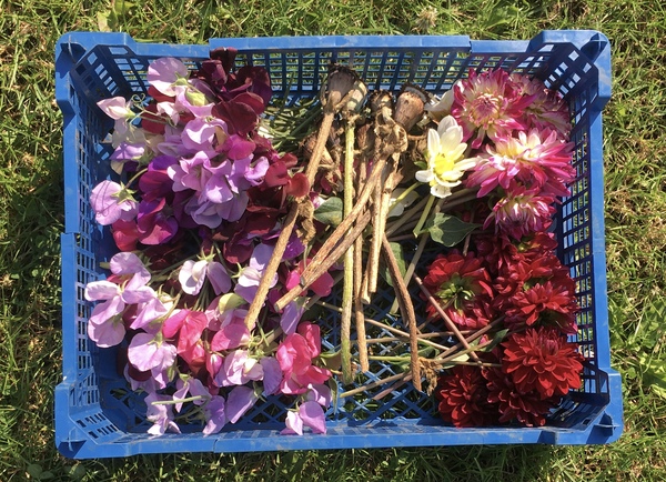 Allotment/Veg Patch Thread 14 ! growing into summer