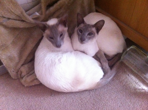 Summer Low Carb Bootcamp - at last the finishing line!