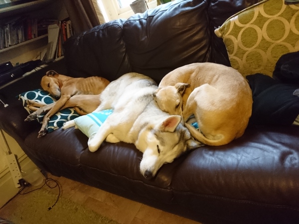 A Sunday night dog photo thread