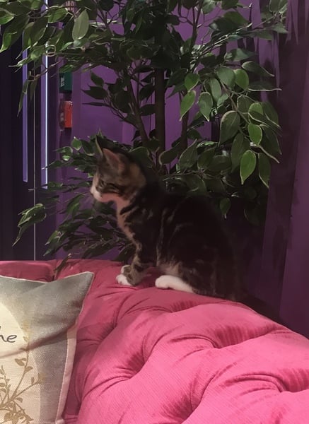 Pilling the cat: 100 easy steps