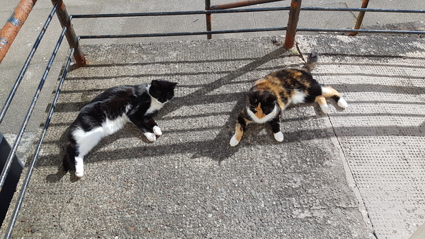 Cats in this heat...
