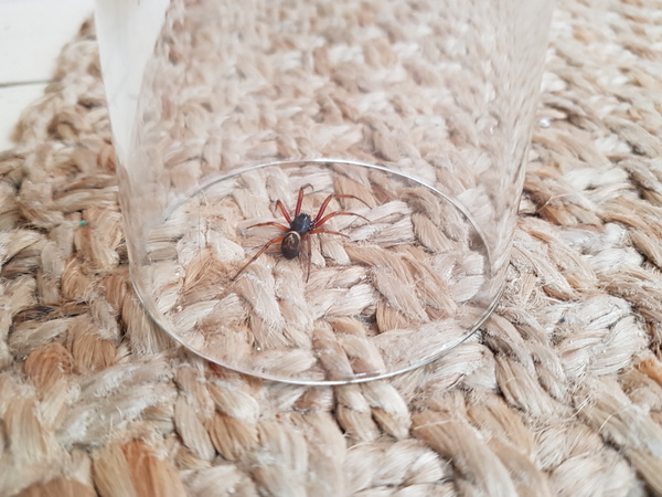 Just caught a false widow spider