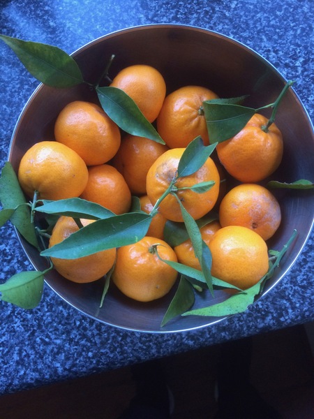 Allotment/Veg Patch Thread 14 ! growing into summer