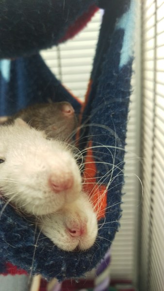 Rats, the full story, please!