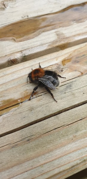 I saved a bee!