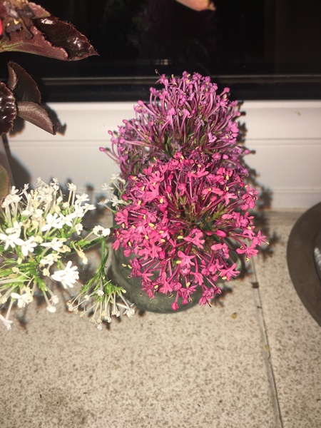 What flowers are these?