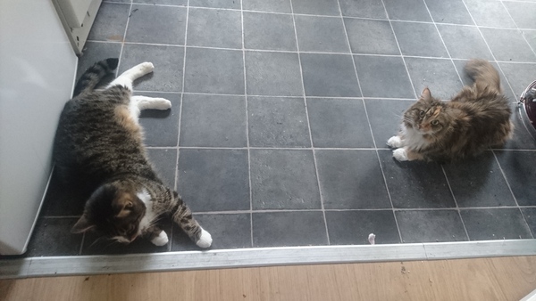 Cats in this heat...