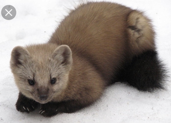 Sable