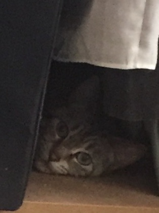 Abandoned cat dilemma