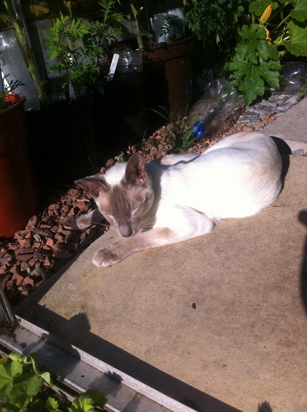 Westminstenders: Prime Minister Johnson