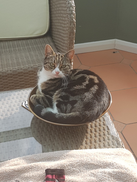 To think the kitchen fruit bowl is not the place for the cat to snooze in!