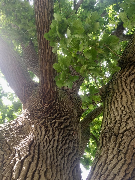 Any Witches Here? Part 9.