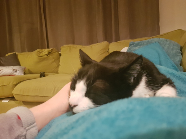 To get a cat?
