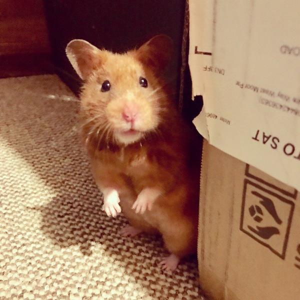 To let my hamster be a house hamster?