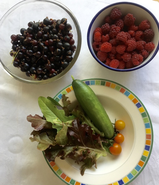 Allotment/Veg Patch Thread 14 ! growing into summer